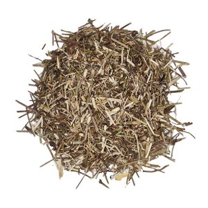 Verbena