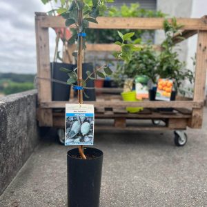 Frutal Feijoa