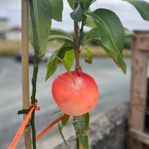 Frutal Mango